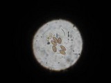 Psilocybe semilanceata image