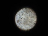 Psilocybe semilanceata image