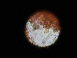 Psilocybe semilanceata image