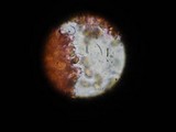 Psilocybe semilanceata image