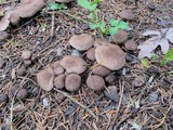 Tricholoma terreum image
