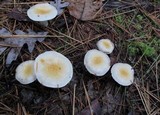 Hygrophorus flavodiscus image