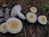 Hygrophorus flavodiscus image