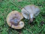 Lactarius sordidus image