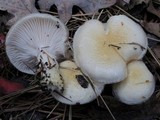 Hygrophorus flavodiscus image