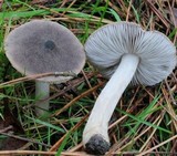 Tricholoma terreum image
