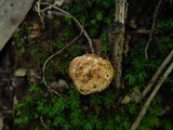 Rhizopogon luteolus image