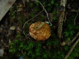 Rhizopogon luteolus image