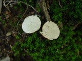 Rhizopogon luteolus image