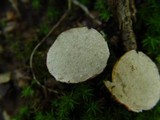 Rhizopogon luteolus image