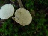 Rhizopogon luteolus image
