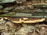 Phellinus gilvus image