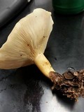 Rhodocybe popinalis image