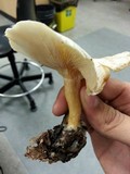 Rhodocybe popinalis image