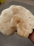 Rhodocybe popinalis image