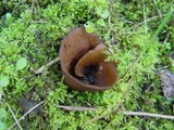 Otidea bufonia image