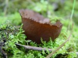 Otidea bufonia image