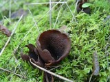 Otidea bufonia image