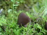 Otidea bufonia image