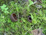 Otidea bufonia image