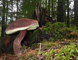 Boletellus mirabilis image