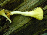 Chrysomphalina strombodes image