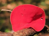 Sarcoscypha occidentalis image