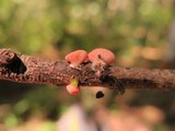 Sarcoscypha occidentalis image