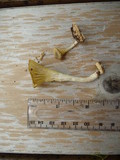 Chrysomphalina strombodes image