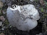Amanita sect. Vaginatae image