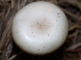 Clitocybe fragrans image