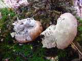Fomitopsis spraguei image