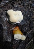 Ganoderma polychromum image
