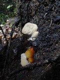 Ganoderma polychromum image