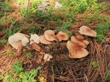 Rhodocollybia butyracea image