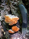 Fomitopsis spraguei image