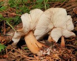 Rhodocollybia butyracea image