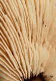 Rhodocollybia butyracea image