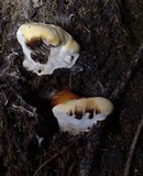 Ganoderma polychromum image