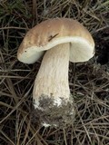 Boletus pinetorum image
