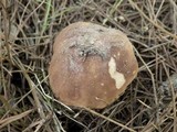 Boletus pinetorum image