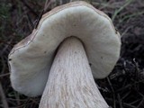 Boletus pinetorum image