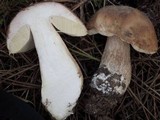 Boletus pinetorum image