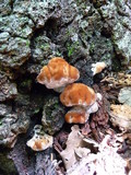 Fomitopsis spraguei image