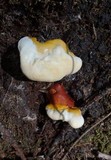 Ganoderma polychromum image