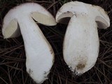 Boletus pinetorum image