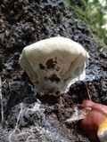 Ganoderma polychromum image