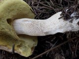 Boletus pinetorum image