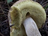 Boletus pinetorum image