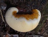 Ganoderma polychromum image